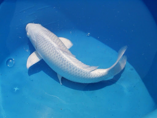 số đề con cá