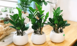cách giải đen lô đề