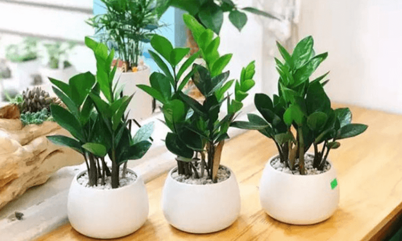 cách giải đen lô đề